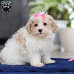 Millie, Maltipoo Puppy